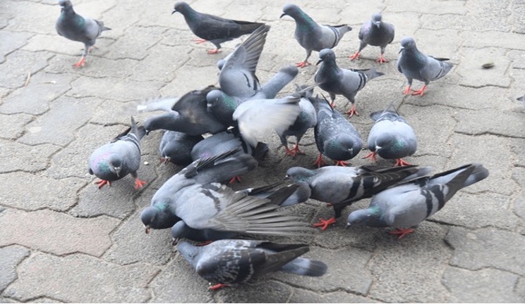 Expulsée de son logement pour avoir nourri des pigeons sur son balcon Expulsée de son logement pour avoir nourri des pigeons sur son balcon